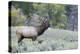 Rocky Mountain Bull Elk Bugling-Ken Archer-Premier Image Canvas