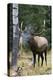 Rocky Mountain Bull Elk bugling-Ken Archer-Premier Image Canvas