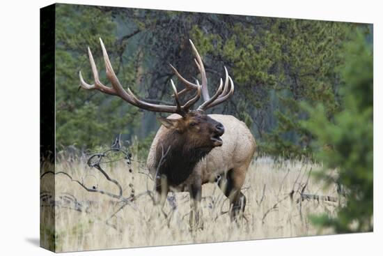 Rocky Mountain Bull elk Bugling-Ken Archer-Premier Image Canvas