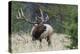 Rocky Mountain Bull elk Bugling-Ken Archer-Premier Image Canvas