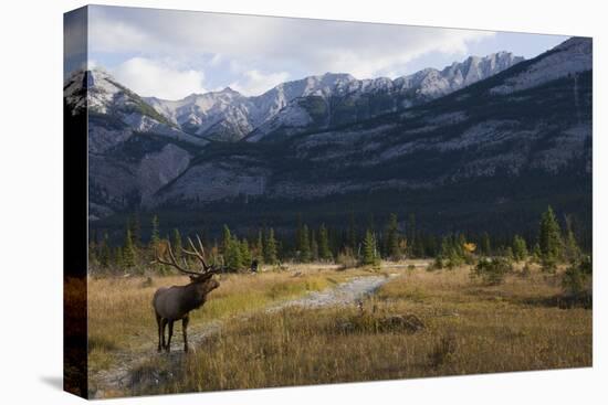 Rocky Mountain Bull Elk, Canadian Rockies-Ken Archer-Premier Image Canvas