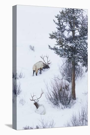 Rocky Mountain Bull Elk During Snowstorm-Ken Archer-Premier Image Canvas