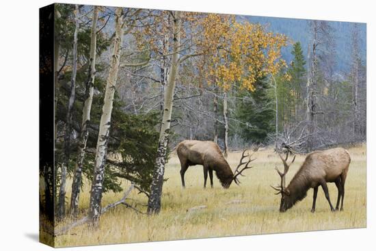 Rocky Mountain Bull Elk Foraging-Ken Archer-Premier Image Canvas