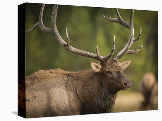 Rocky mountain bull elk in rut, Madison River, Yellowstone National Park, Wyoming-Maresa Pryor-Premier Image Canvas