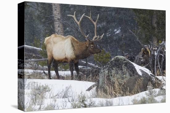 Rocky Mountain Bull Elk, Late Winter-Ken Archer-Premier Image Canvas