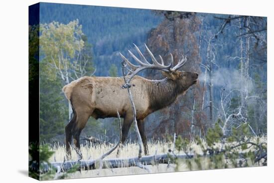 Rocky Mountain bull elk morning bugle-Ken Archer-Premier Image Canvas