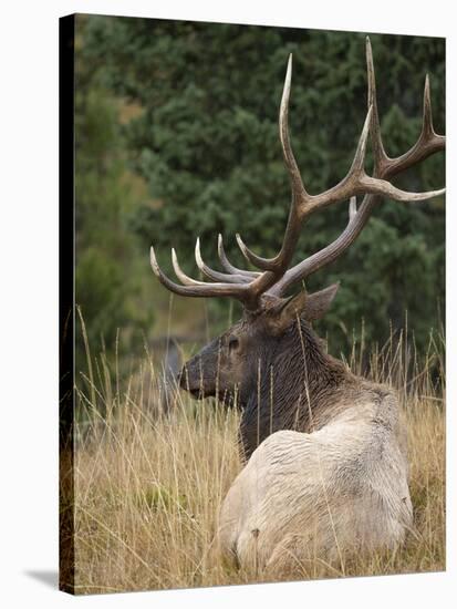 Rocky mountain bull elk resting, Yellowstone National Park, Wyoming-Maresa Pryor-Premier Image Canvas