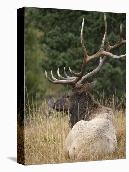 Rocky mountain bull elk resting, Yellowstone National Park, Wyoming-Maresa Pryor-Premier Image Canvas