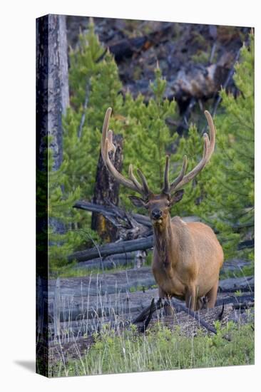 Rocky Mountain Bull Elk, Velvet Antlers-Ken Archer-Premier Image Canvas