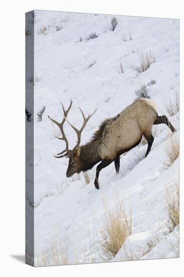 Rocky Mountain Bull Elk, Winter-Ken Archer-Premier Image Canvas