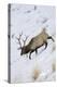 Rocky Mountain Bull Elk, Winter-Ken Archer-Premier Image Canvas