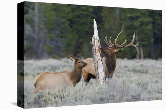 Rocky Mountain Bull Elk-Ken Archer-Premier Image Canvas