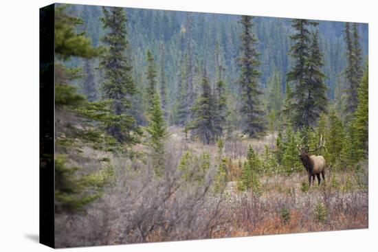 Rocky Mountain Bull Elk-Ken Archer-Premier Image Canvas