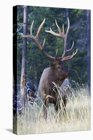 Rocky Mountain Bull Elk-Ken Archer-Premier Image Canvas