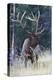 Rocky Mountain Bull Elk-Ken Archer-Premier Image Canvas