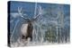 Rocky Mountain Bull Elk-Ken Archer-Premier Image Canvas