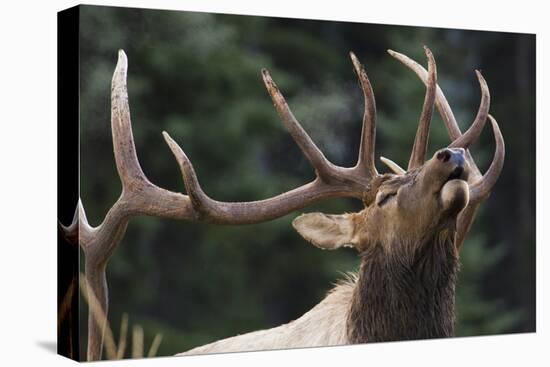 Rocky Mountain Bull Elk-Ken Archer-Premier Image Canvas