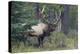 Rocky Mountain Bull Elk-Ken Archer-Premier Image Canvas