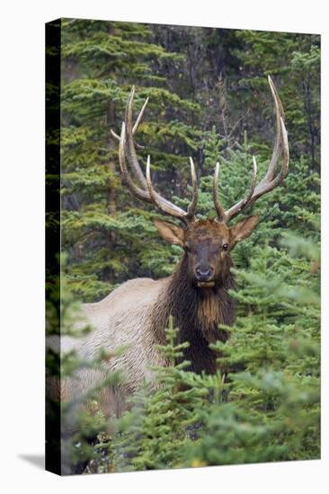 Rocky Mountain Bull Elk-Ken Archer-Premier Image Canvas