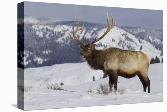 Rocky Mountain Bull Elk-Ken Archer-Premier Image Canvas