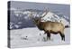 Rocky Mountain Bull Elk-Ken Archer-Premier Image Canvas