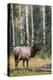 Rocky Mountain Bull Elk-Ken Archer-Premier Image Canvas