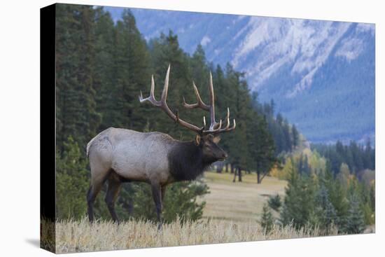 Rocky Mountain bull elk-Ken Archer-Premier Image Canvas