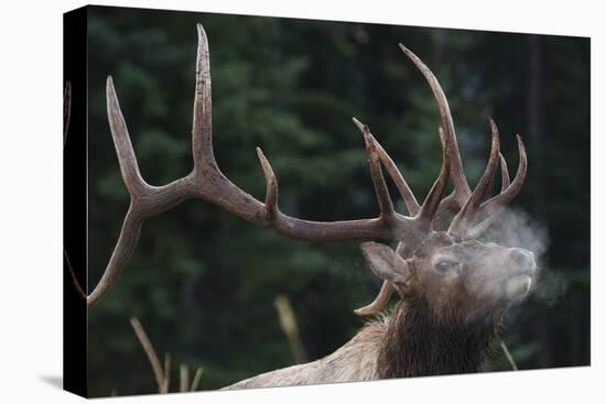 Rocky Mountain bull elk.-Ken Archer-Premier Image Canvas