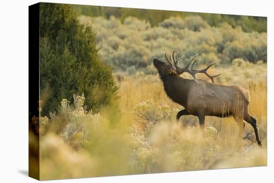Rocky Mountain bull elk-Ken Archer-Premier Image Canvas