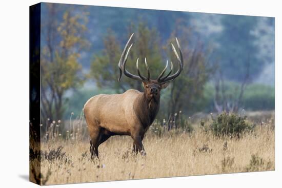 Rocky Mountain bull elk-Ken Archer-Premier Image Canvas