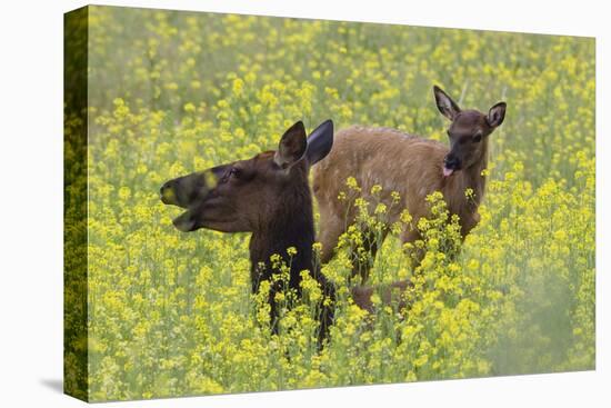 Rocky Mountain Cow Elk and Calf-Ken Archer-Premier Image Canvas