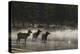 Rocky Mountain Cow Elk in Foggy Morning Pond-Ken Archer-Premier Image Canvas