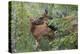 Rocky Mountain Cow Elk with Calf-Ken Archer-Premier Image Canvas