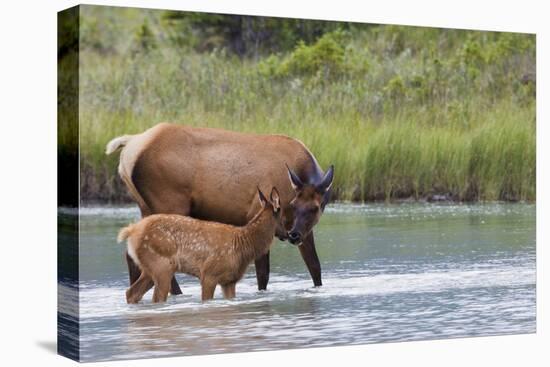 Rocky Mountain cow elk with calf-Ken Archer-Premier Image Canvas