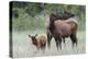 Rocky Mountain Elk cow with calf-Ken Archer-Premier Image Canvas