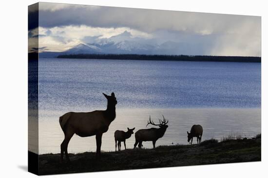 Rocky Mountain Elk Herd-Ken Archer-Premier Image Canvas