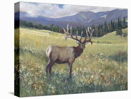 Rocky Mountain Elk I-Tim OToole-Stretched Canvas