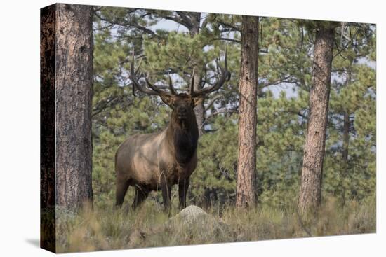 Rocky Mountain Elk, Ponderosa Pine Forest-Ken Archer-Premier Image Canvas