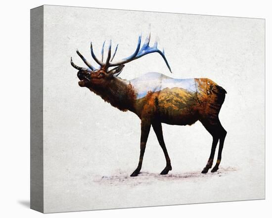 Rocky Mountain Elk-Davies Babies-Stretched Canvas