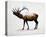 Rocky Mountain Elk-Davies Babies-Stretched Canvas