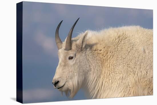 Rocky Mountain goat, Mount Evans Wilderness Area, Colorado-Maresa Pryor-Luzier-Premier Image Canvas