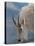 Rocky Mountain goat, Mount Evans Wilderness Area, Colorado-Maresa Pryor-Luzier-Premier Image Canvas