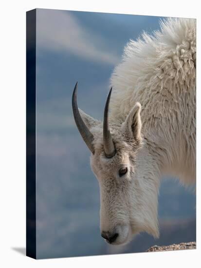 Rocky Mountain goat, Mount Evans Wilderness Area, Colorado-Maresa Pryor-Luzier-Premier Image Canvas