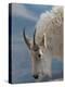 Rocky Mountain goat, Mount Evans Wilderness Area, Colorado-Maresa Pryor-Luzier-Premier Image Canvas