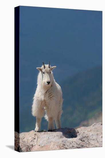 Rocky Mountain goat on ledge, Mount Evans Wilderness Area, Colorado-Maresa Pryor-Luzier-Premier Image Canvas
