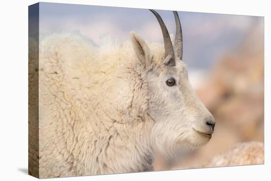 Rocky Mountain goat with salt minerals on its mouth, Mount Evans Wilderness Area, Colorado-Maresa Pryor-Luzier-Premier Image Canvas