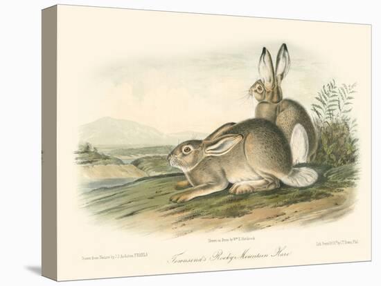 Rocky Mountain Hare-John James Audubon-Stretched Canvas
