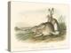 Rocky Mountain Hare-John James Audubon-Stretched Canvas