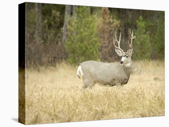 Rocky Mountain Mule Deer Buck on a Rainy Fall Day, Odocoileus Hemionus, Wyoming, Wild-Maresa Pryor-Premier Image Canvas