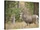 Rocky mountain mule deer buck, Signal Mountain, Grand Tetons National Park, Wyoming, USA-Maresa Pryor-Premier Image Canvas